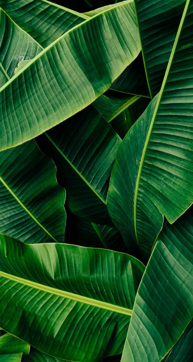 green-banana-leaf-texture-background-e1707938343989.jpg