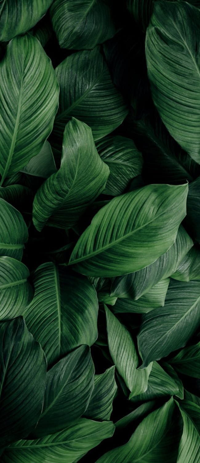 leaves-spathiphyllum-cannifolium-abstract-green-dark-texture-nature-background-tropical-leaf.jpg